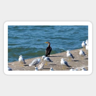 Double-crested Cormorant and a Flock Of Gulls Sticker